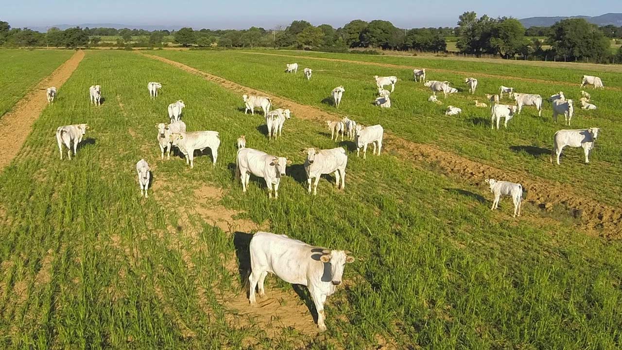 vendita illegale farmaci veterinari